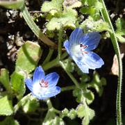 nemophila menziesii